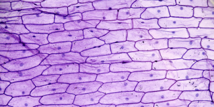 ადამიანის კანის უჯრედები მიკროსკოპის ქვეშ