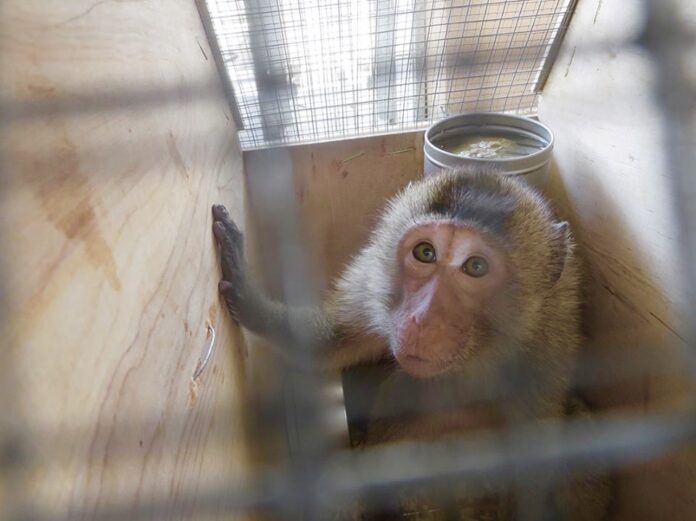 CDC Halts Primate Research