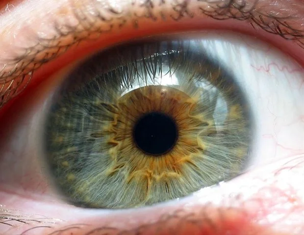 How Vitamin A and Thyroid Hormones Shape Fetal Vision