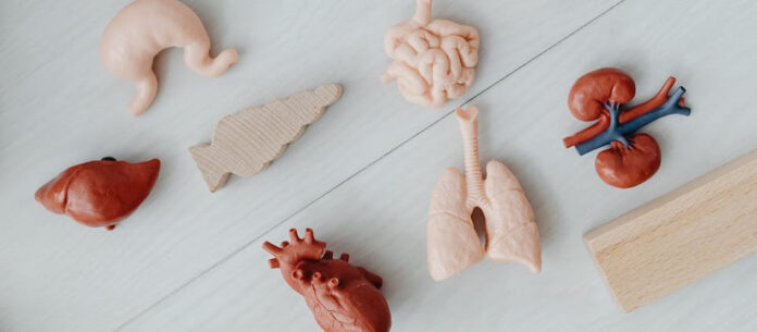 lab grown organs