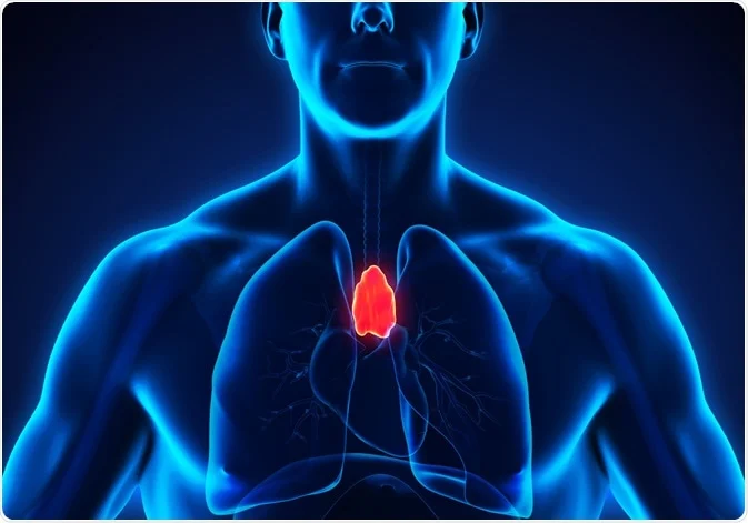 The Functional State of the Thymus: Its Impact on Longevity and Disease Risk