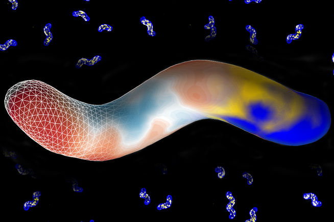 In the Shadow of Resistance: The 40-Year Evolution of H. pylori Management